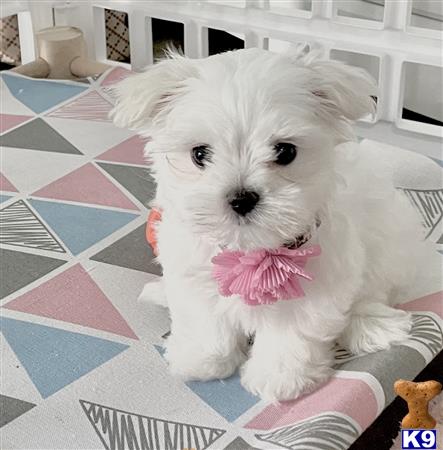 Miracle Maltese Picture 2